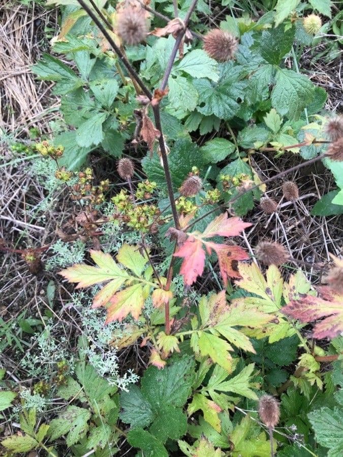 Geum de Alepo 16