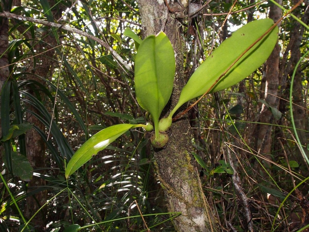 Bulbophyllum 11