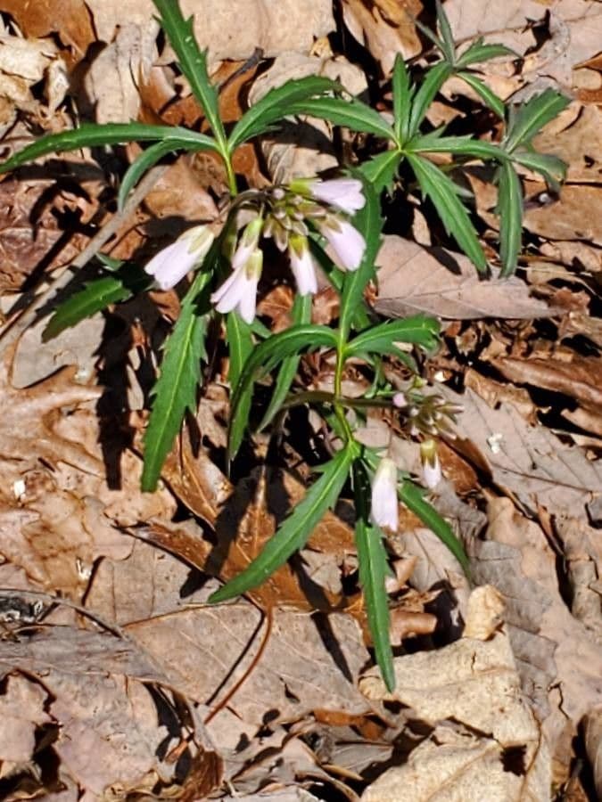 Dentaria concatenata 10