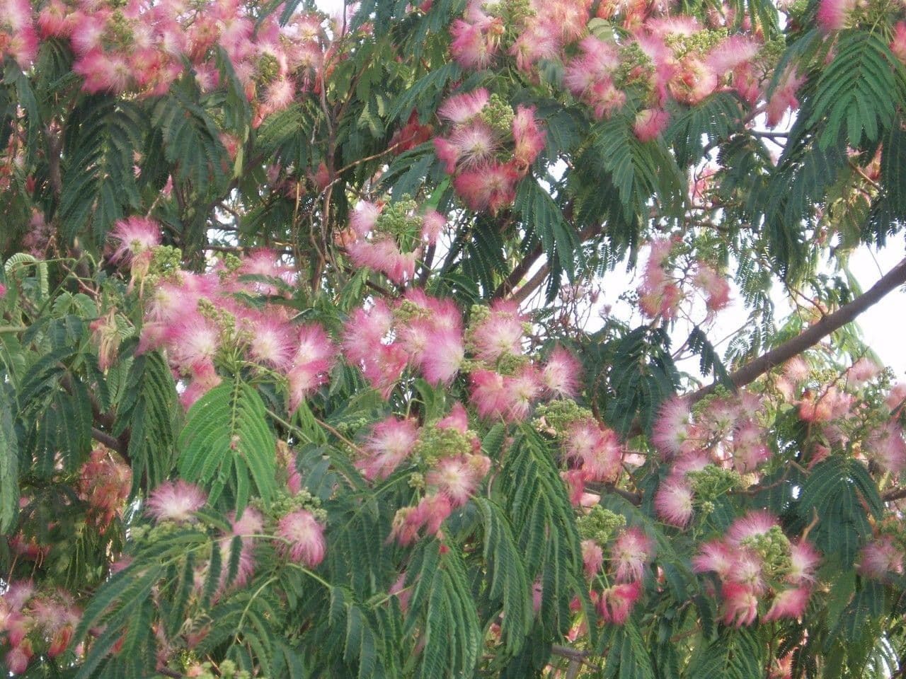 Seidenbaum 12