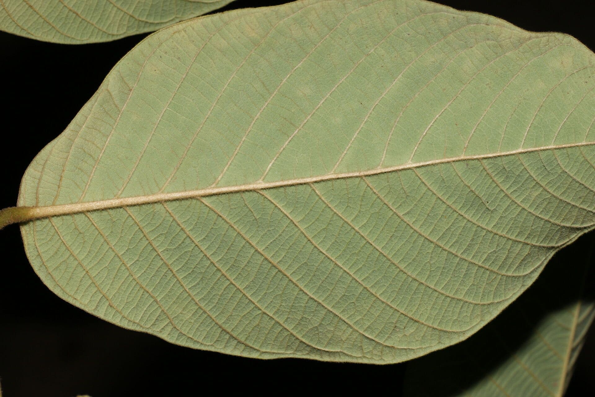 Rzah 5