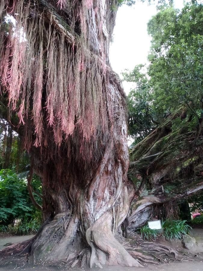 Metrosideros robusta 16