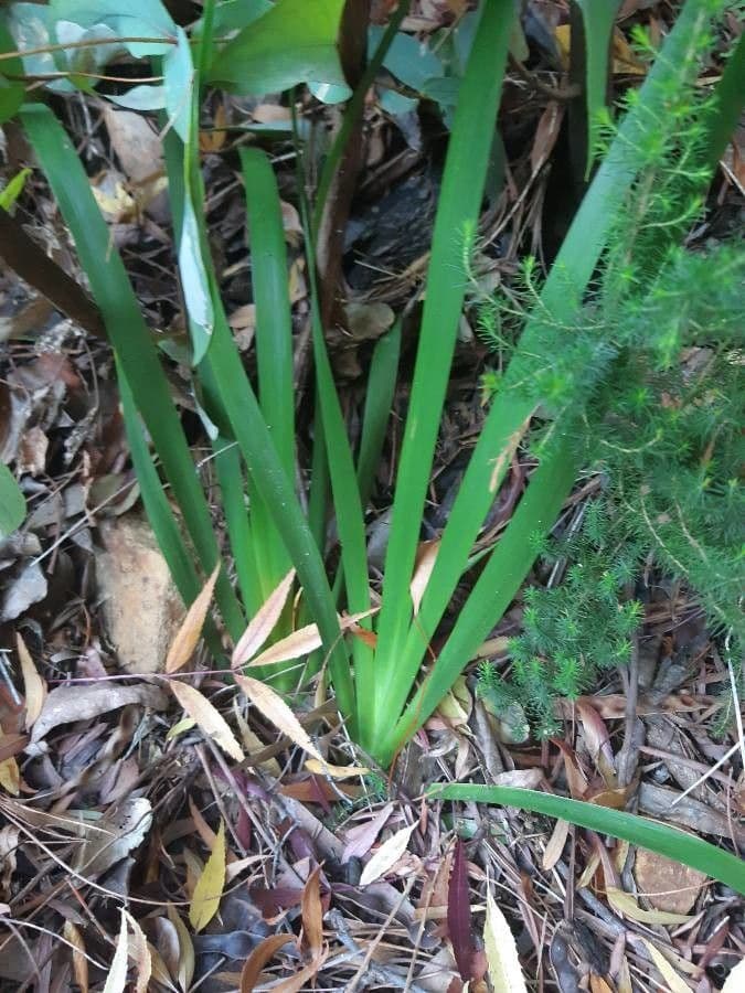 Dietes