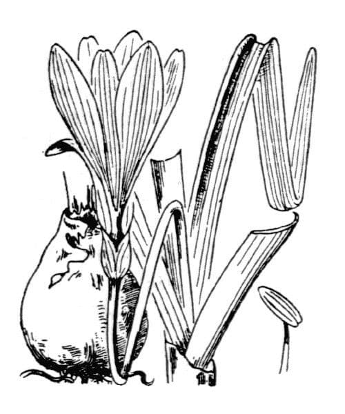 Sternbergie 23