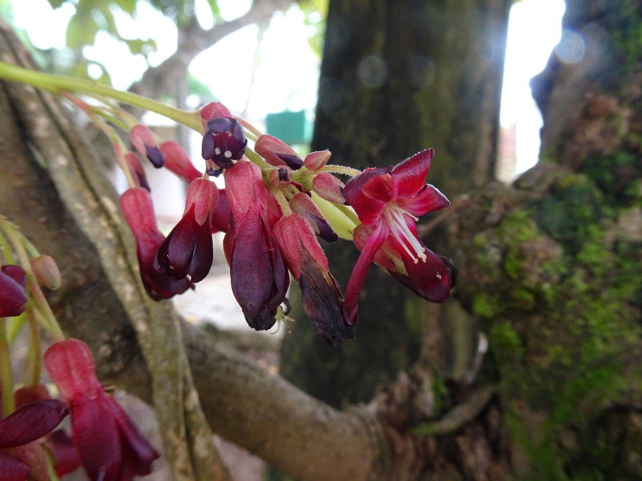 Bilimbi 8