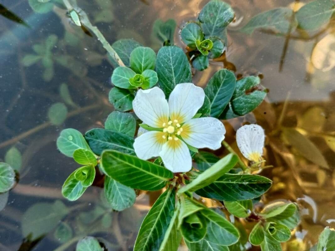 Wasserprimel 2