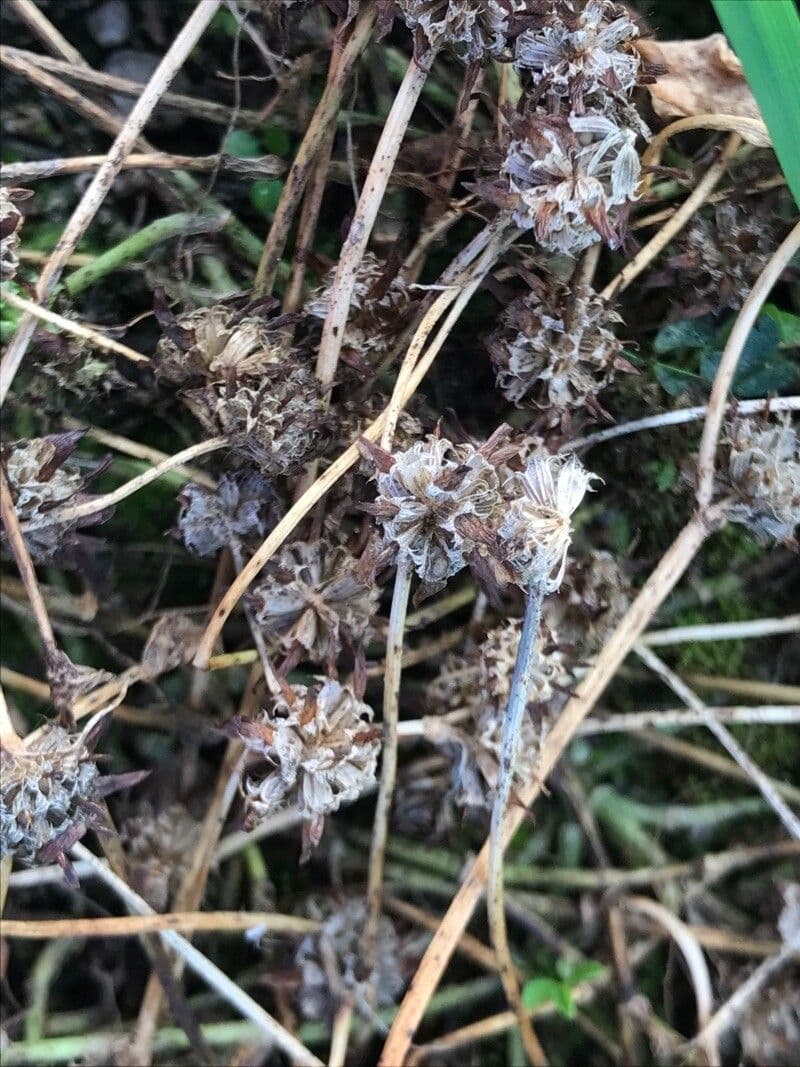 Trifoglio agglomerato 3