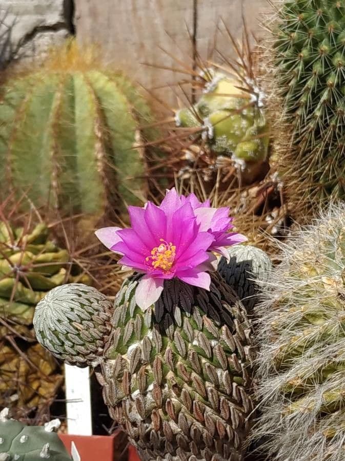 Cactus pigna