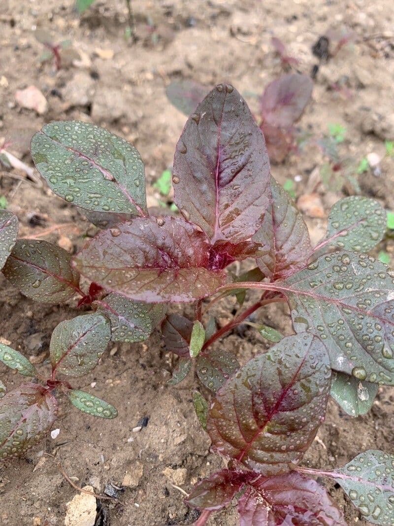 Alternanthera Brasiliana 27