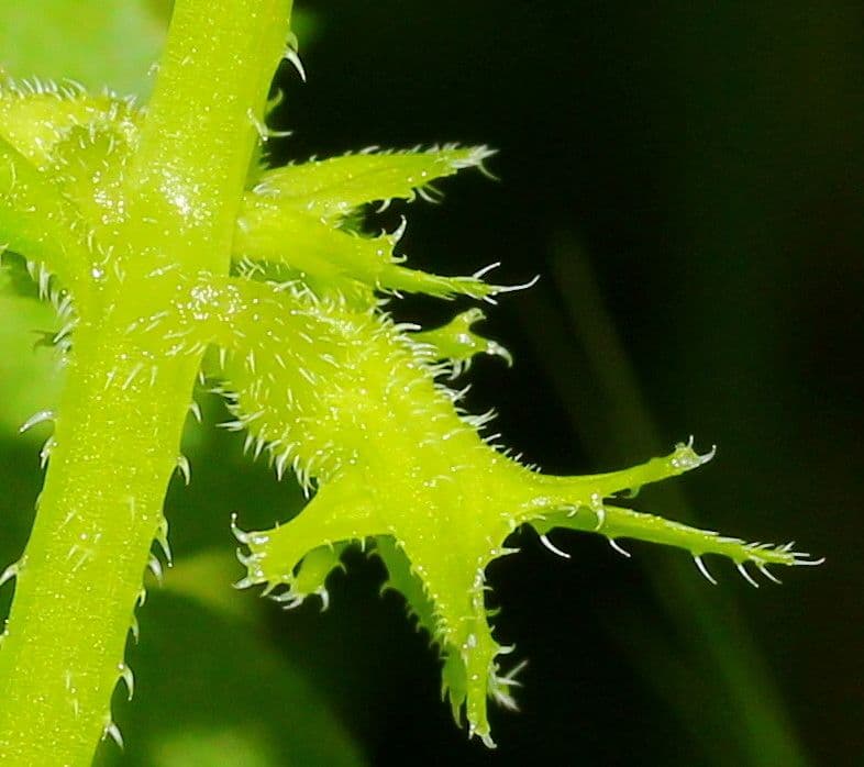 Lappola aspera 3