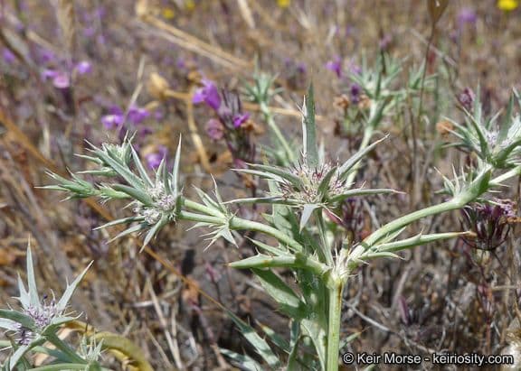 Eryngium 6