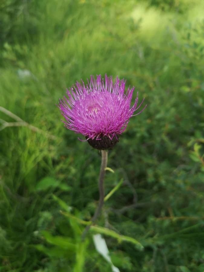 Cardo eterofillo 9