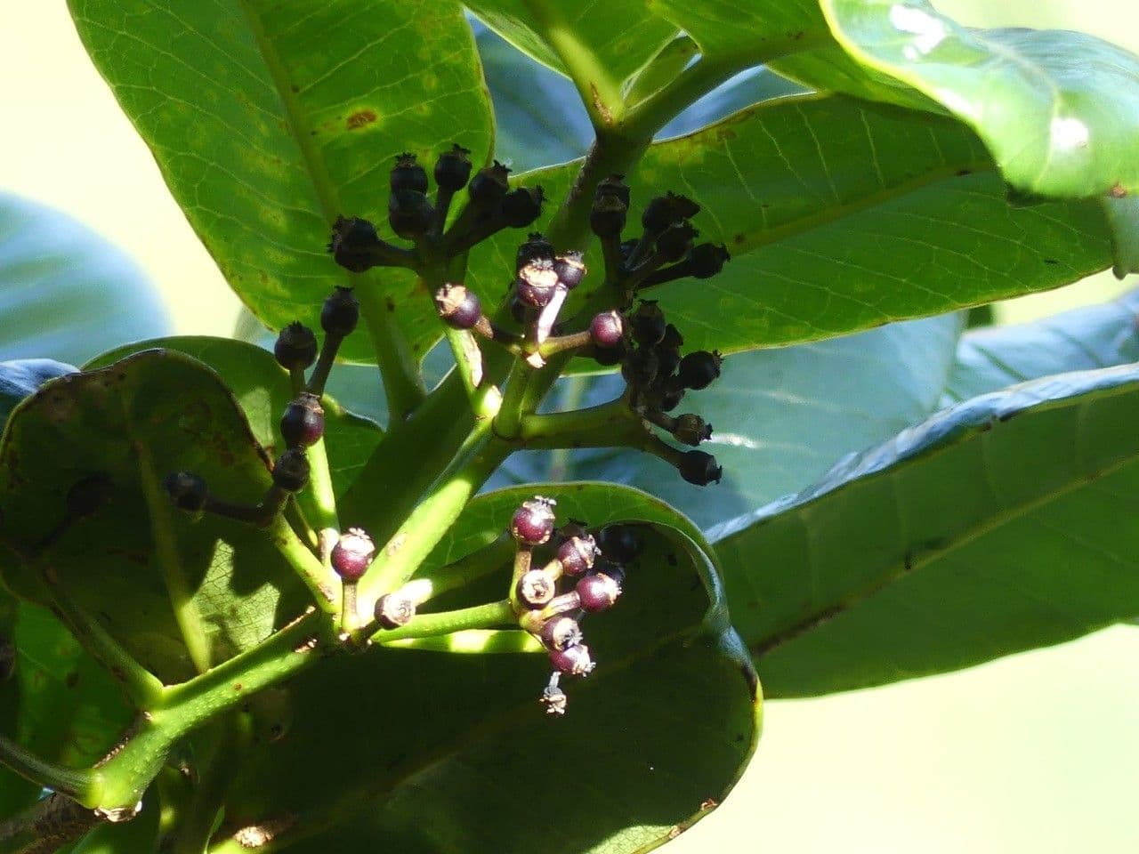 Polyscias 5