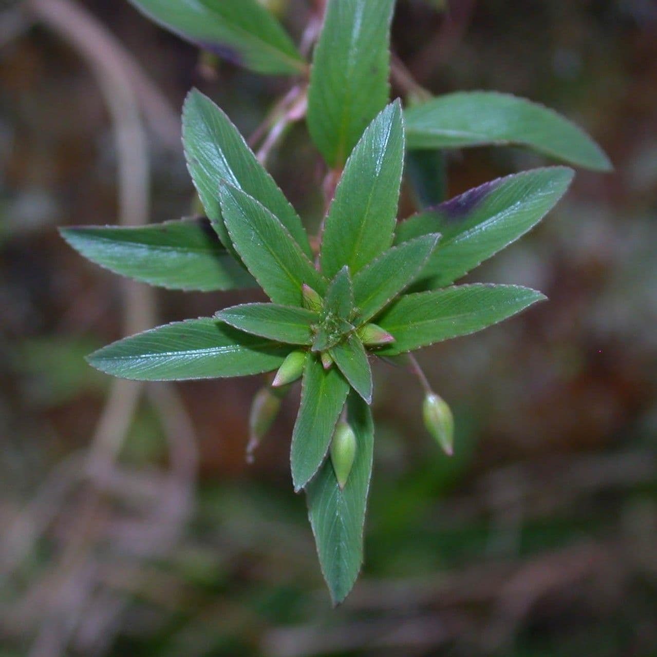 Sauvagesia 19