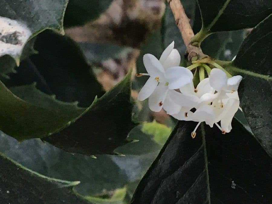 Osmanthus