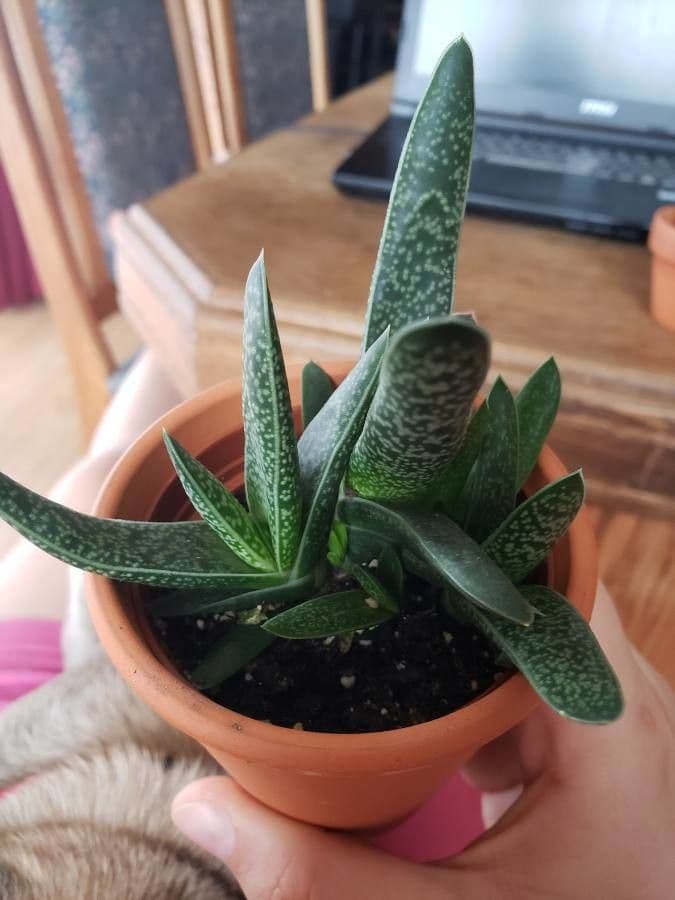Gasteria 8