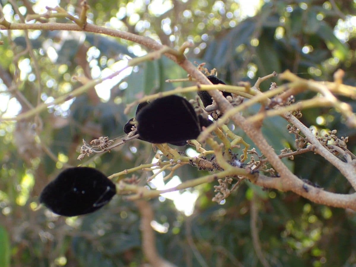 Dialium guineense