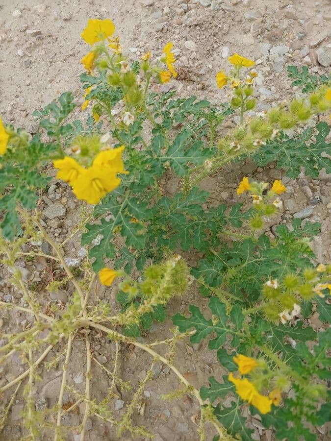 Solanum rostratum 7