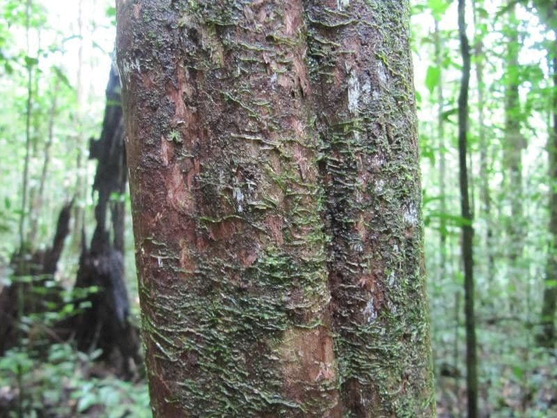 Amaioua guianensis