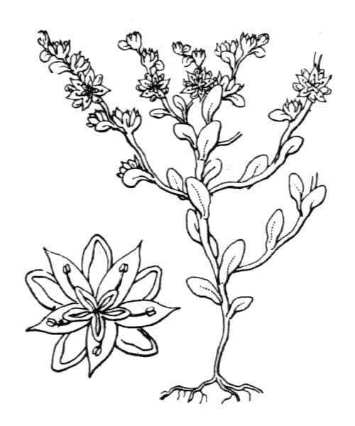 Sedum litorale 22