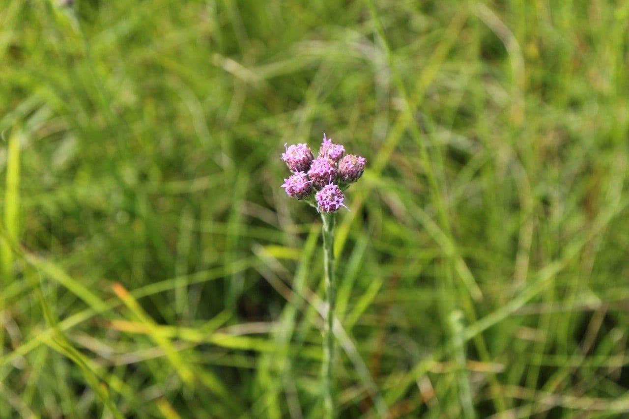 Bristleleaf chaffhead
