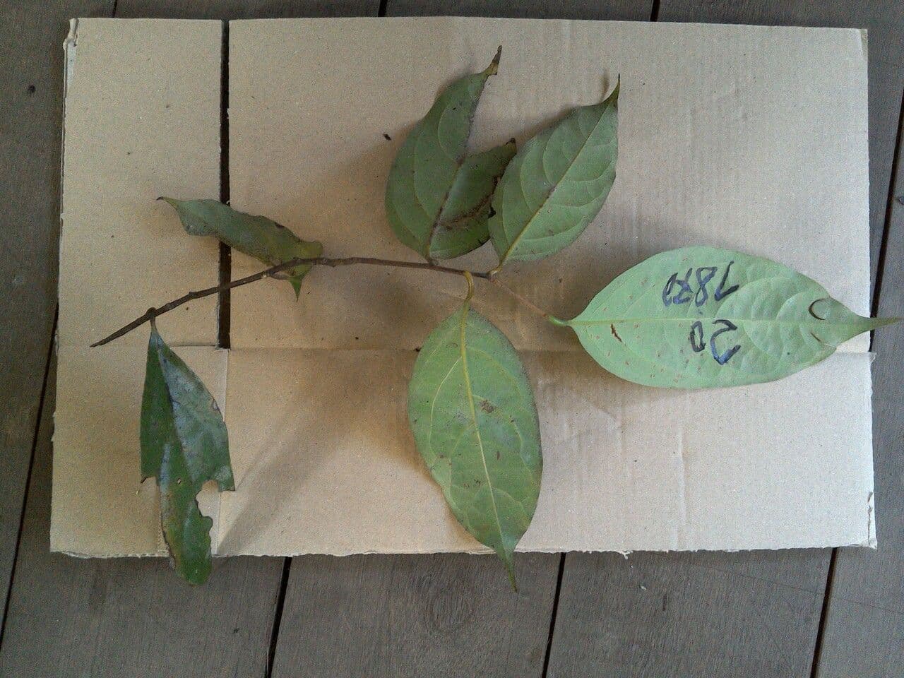 Ocotea 6