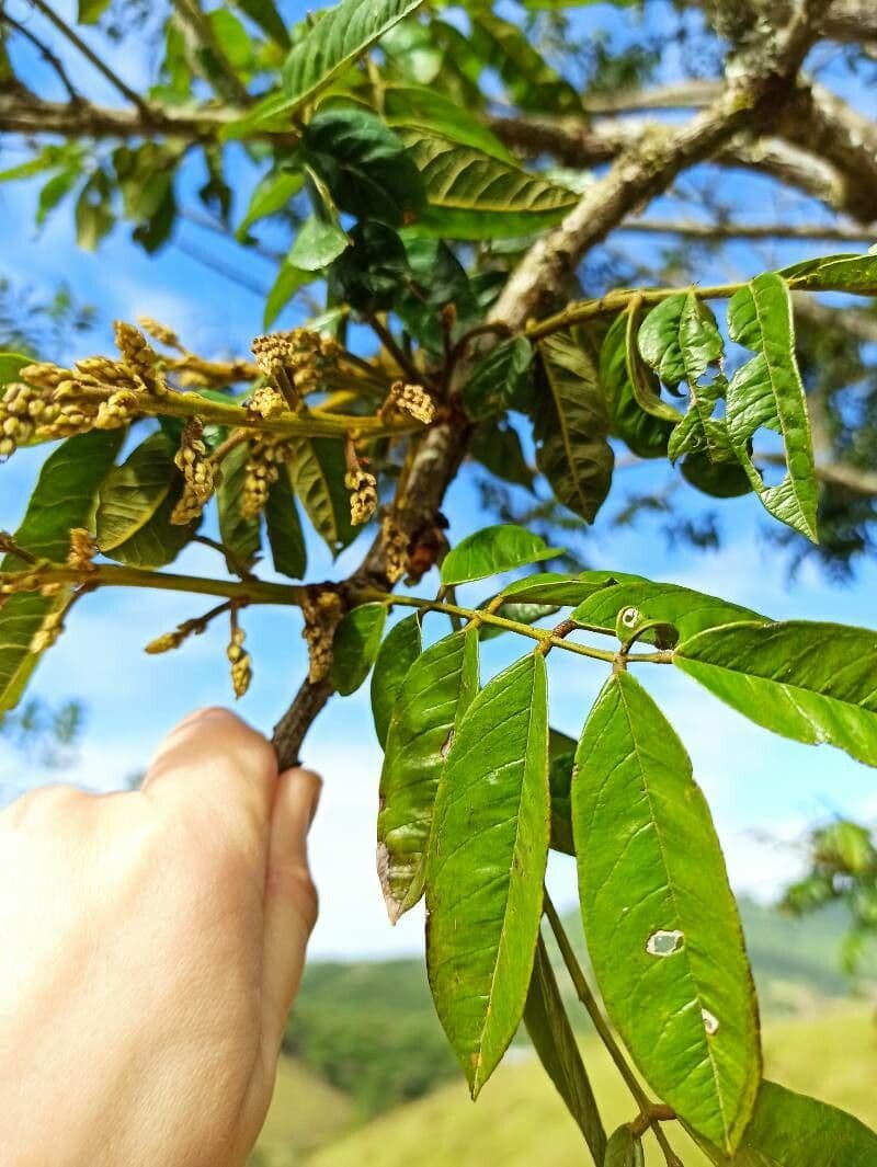 Cabralea canjerana 5