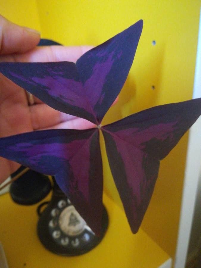 Alegría triangular 14