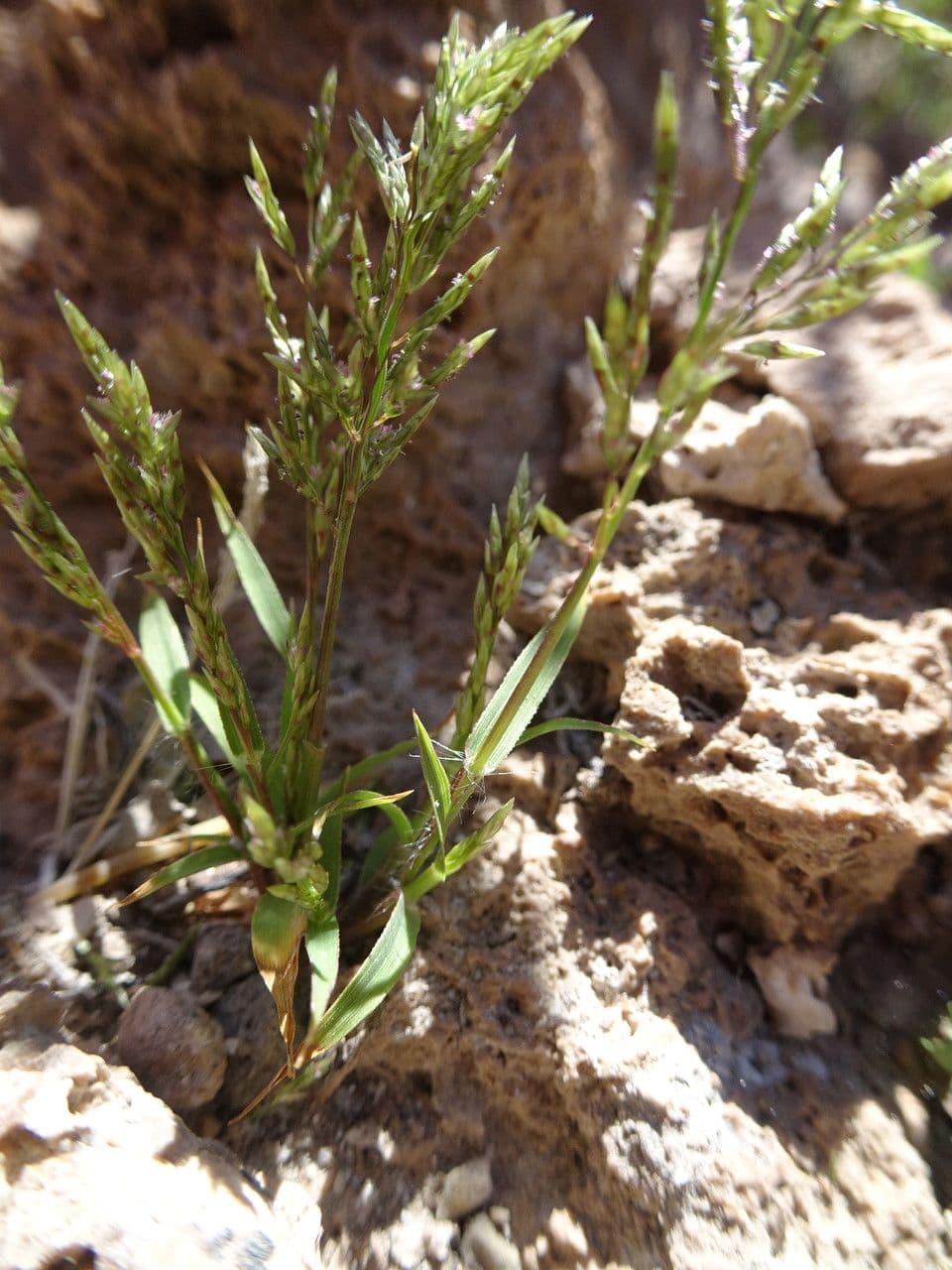Lovegrass 3