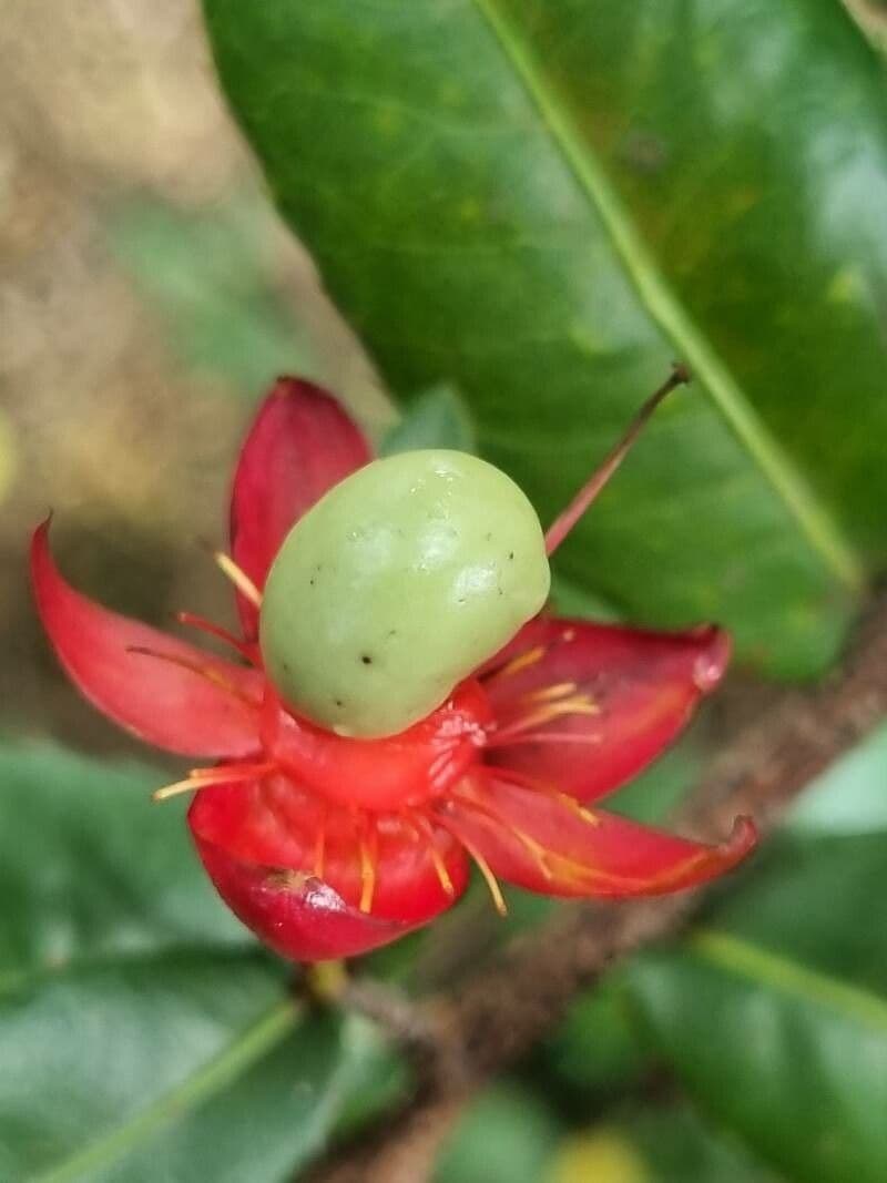 Ochna 7