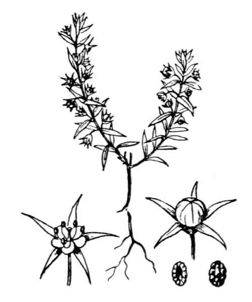 Stern-Leinblatt 23