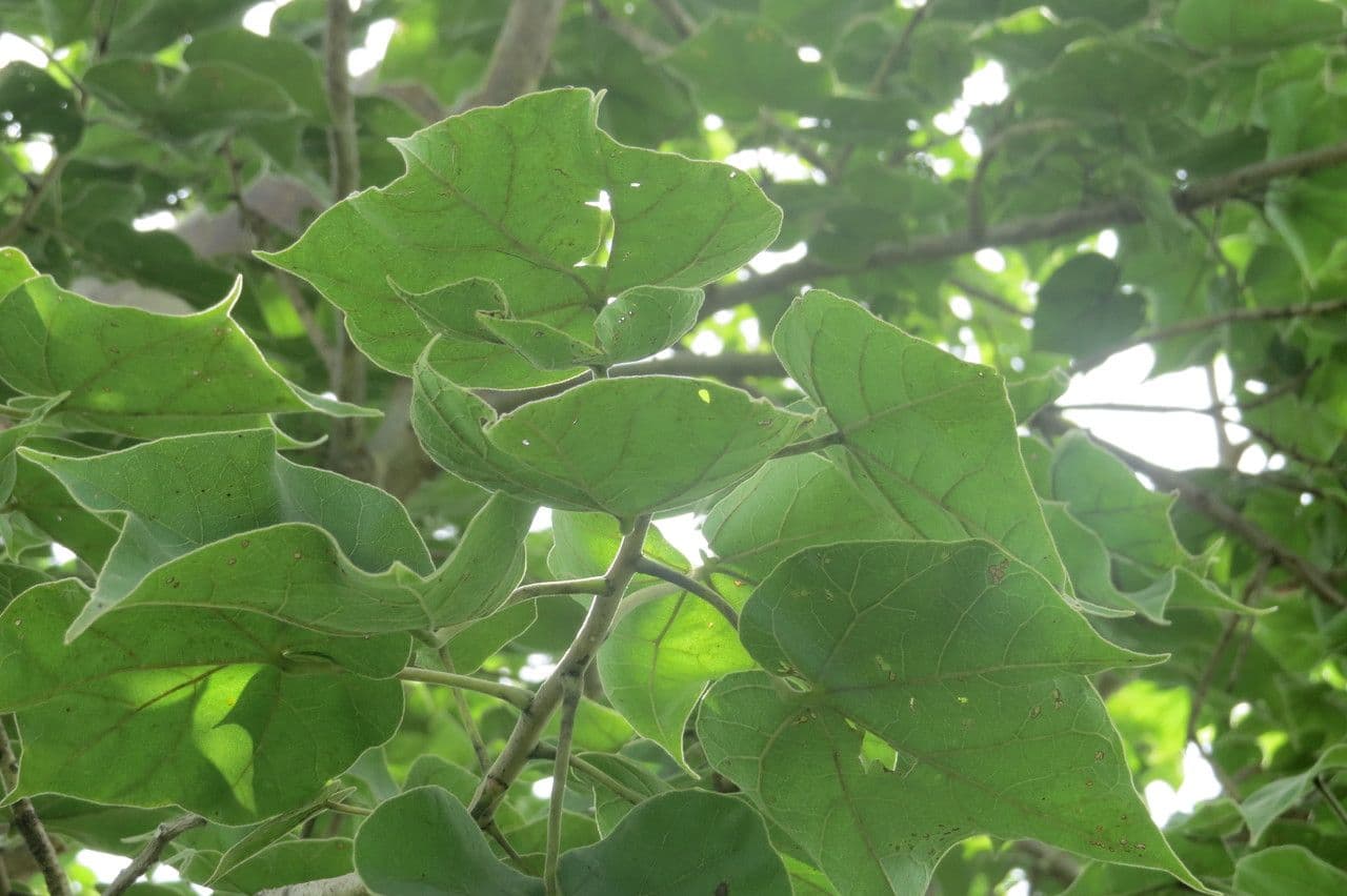 Sterculia 9