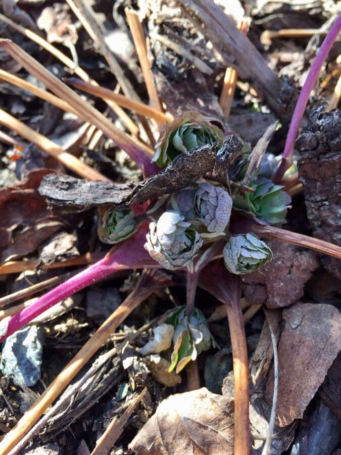 Alpine columbine 26