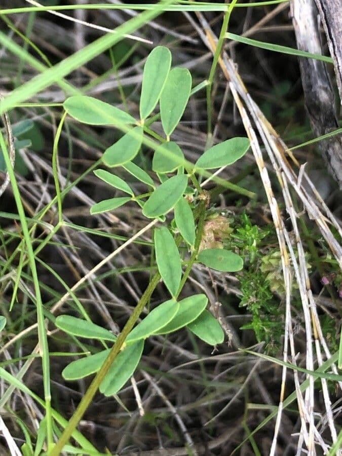 Hippocrepis 14