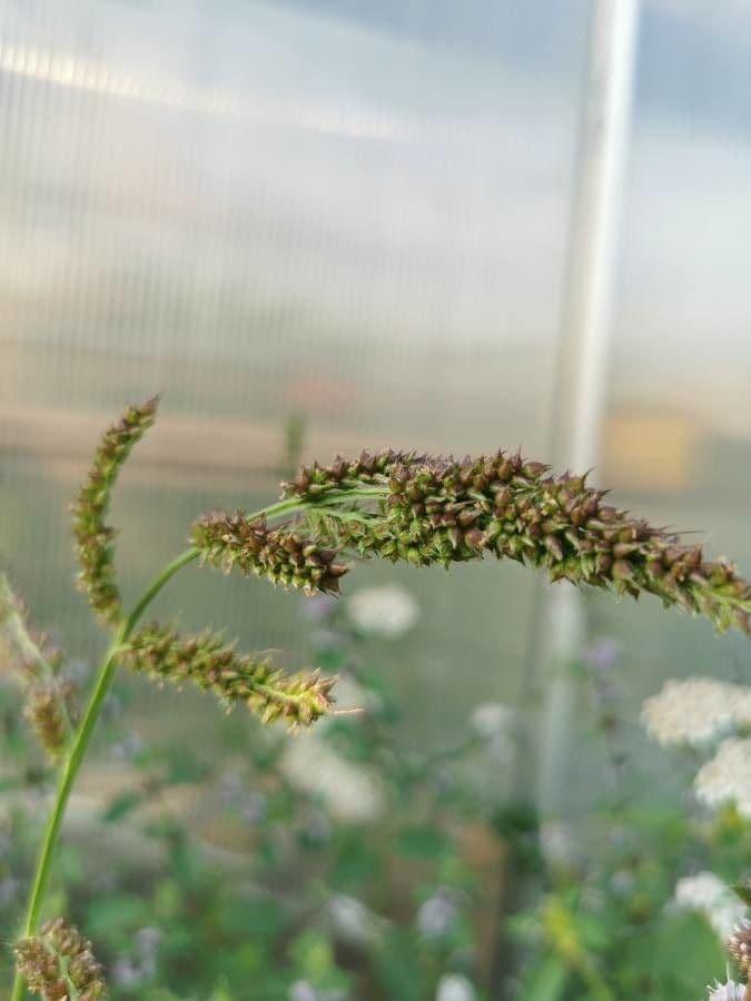 Echinochloa muricata 8