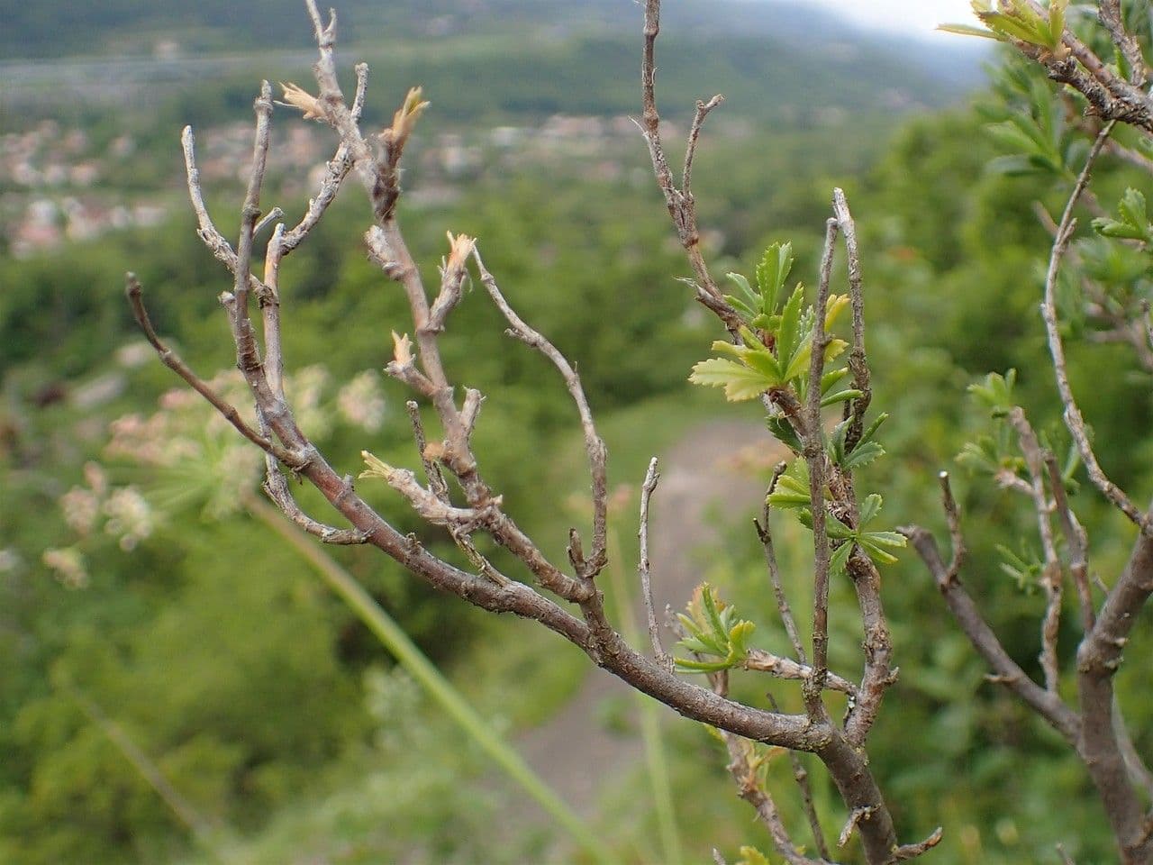 Ononide arbustivo 3