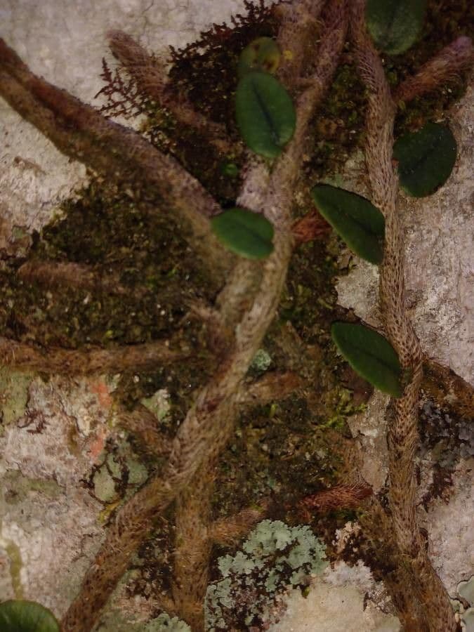 Microgramma 11