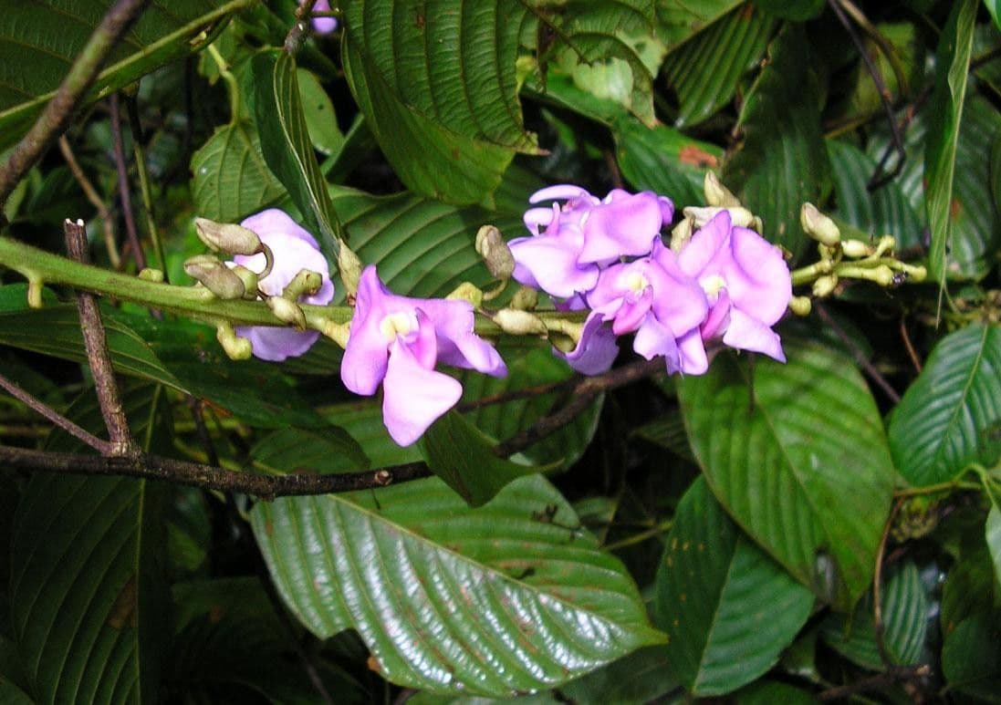 Macropsychanthus 10