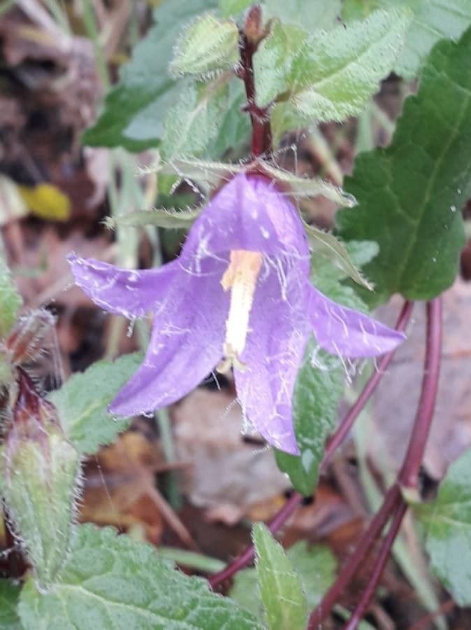 Nesselblättrige Glockenblume 9