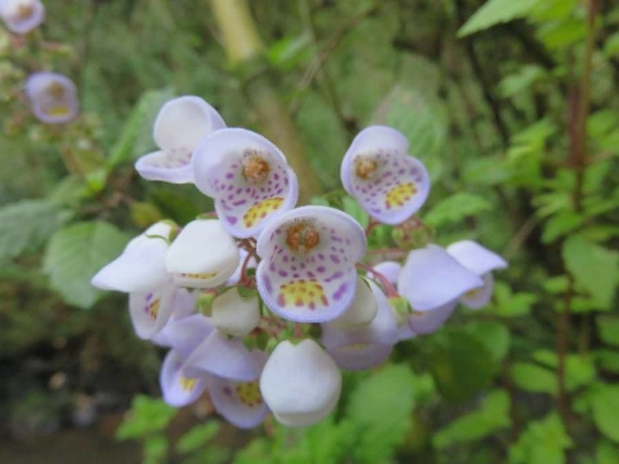 Jovellana