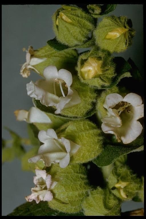 Lepechinia calycina 4