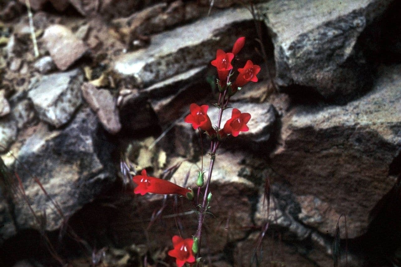 Penstemon utański 8