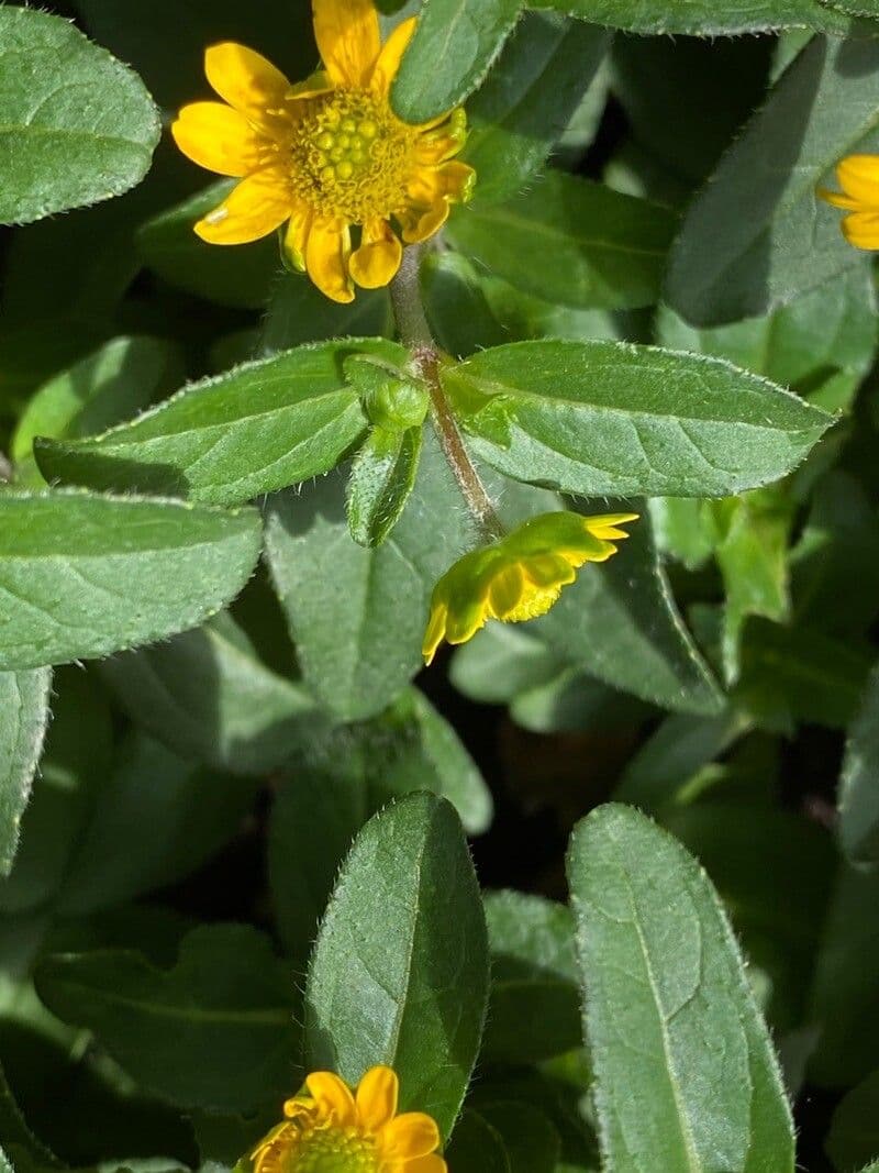Sanvitalia prostrata 14