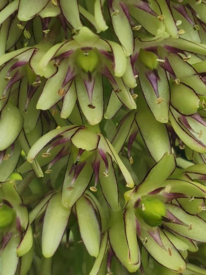 Eucomis 7