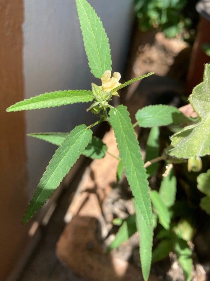 Malva 13