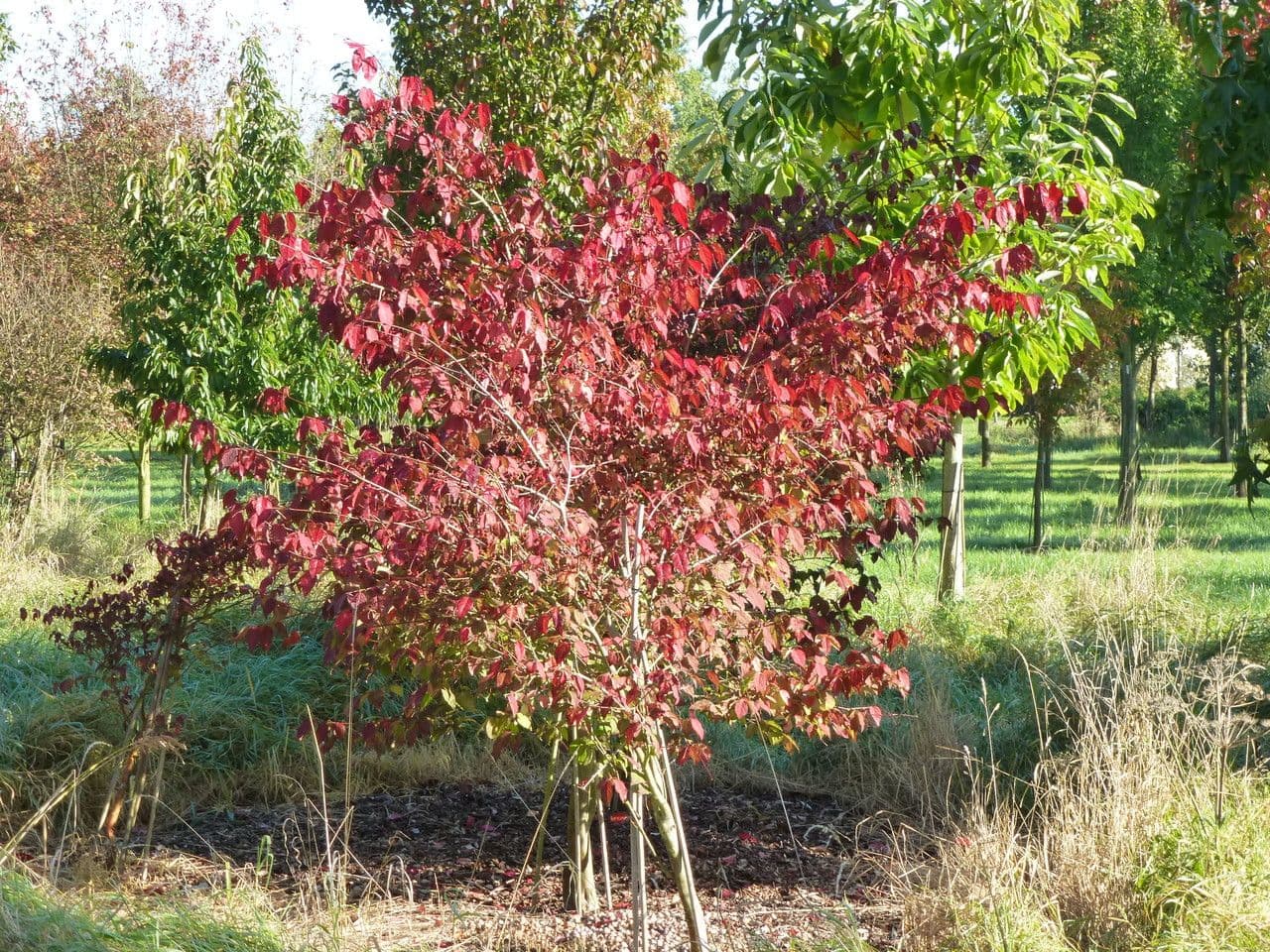 Euonymus oxyphyllus 10