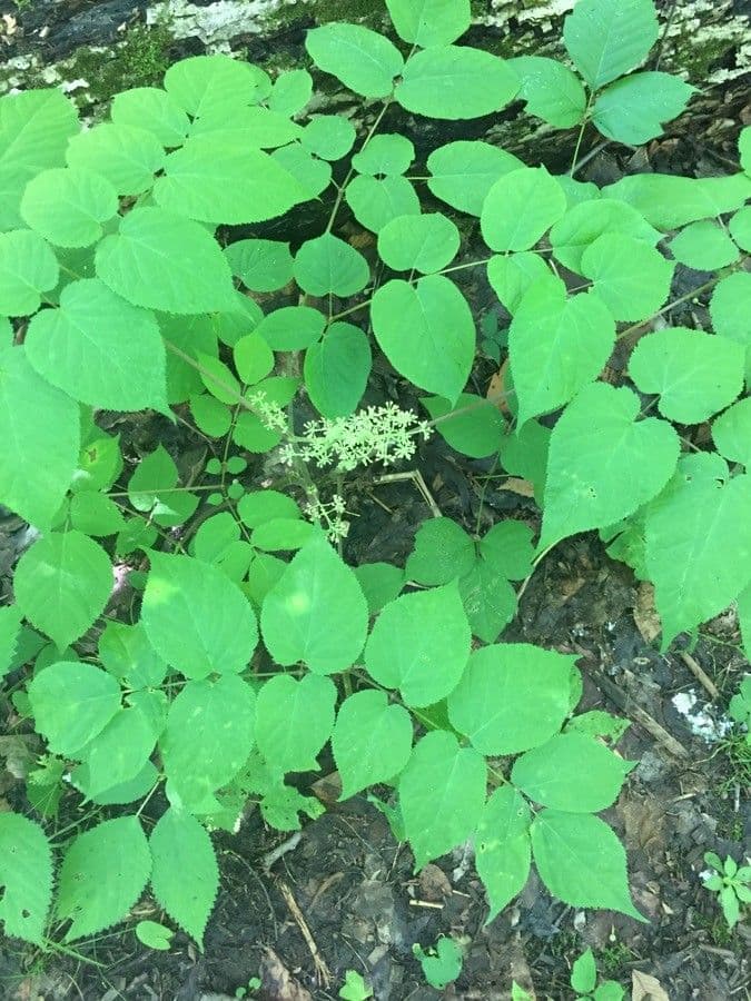 Araria racemosa 9