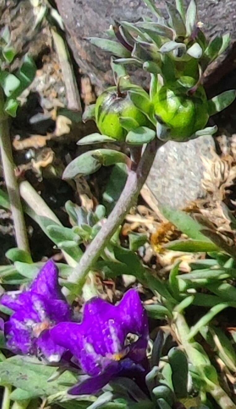 Linaria alpina