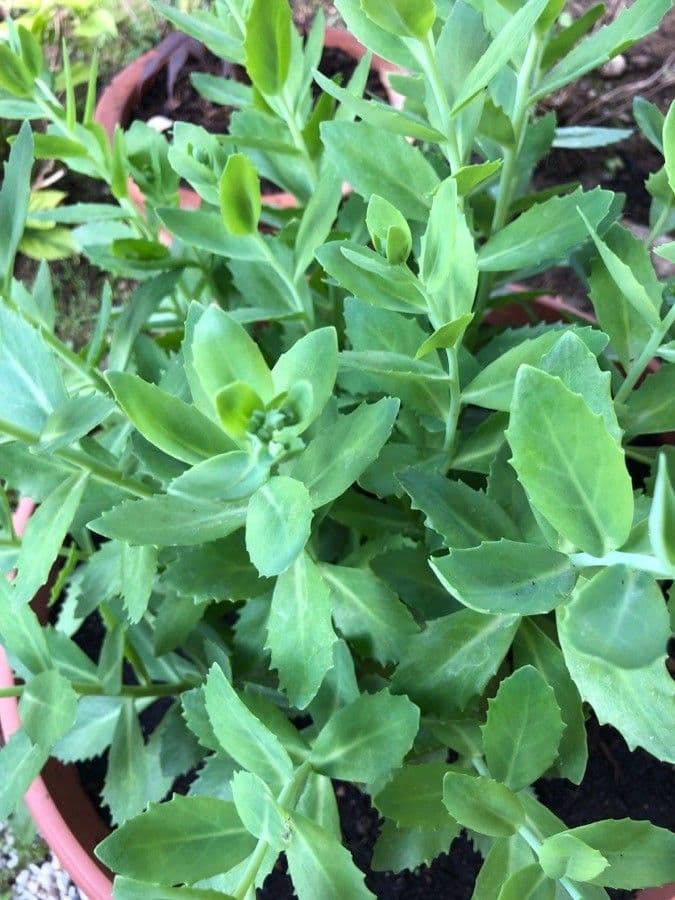 Sedum espectacular 15