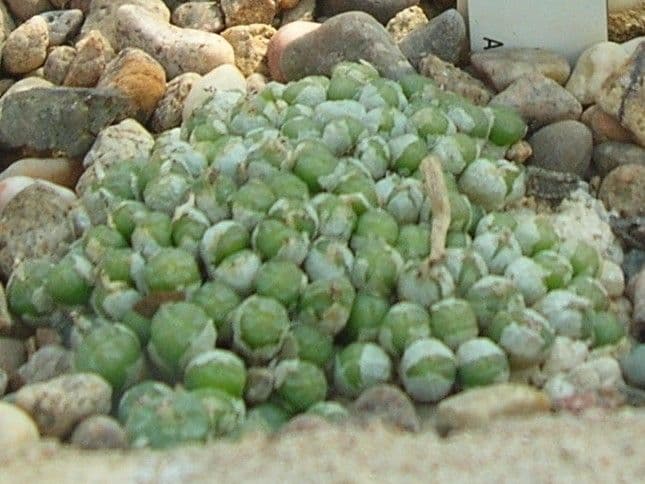 Conophytum ectypum subsp. brownii